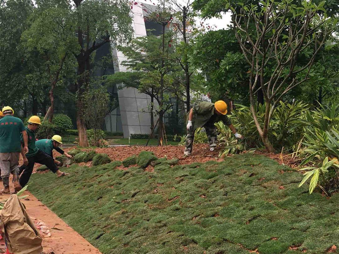 园林欢迎访问十大电子网址铺植草坪